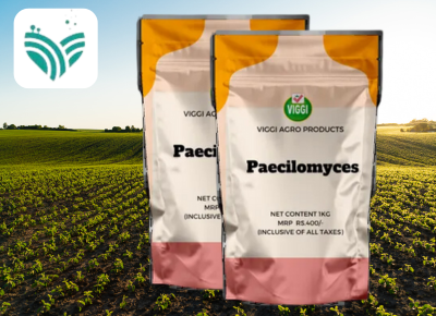 Paecilomyces Powder Form