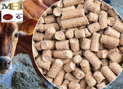 Buffalo Cattle Feed