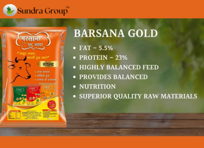 BARSANA Gold